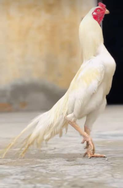 Aseel Pair For Sale Near Jalalpur Jattan