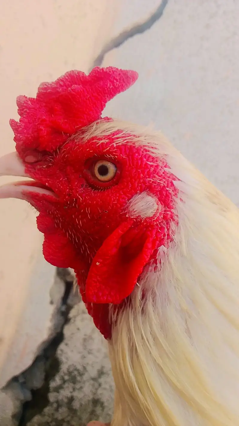 Aseel Pair For Sale Near Jalalpur Jattan — photo 2