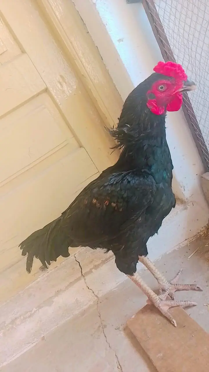 Aseel Pair For Sale Near Jalalpur Jattan — photo 3
