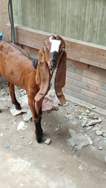goats
