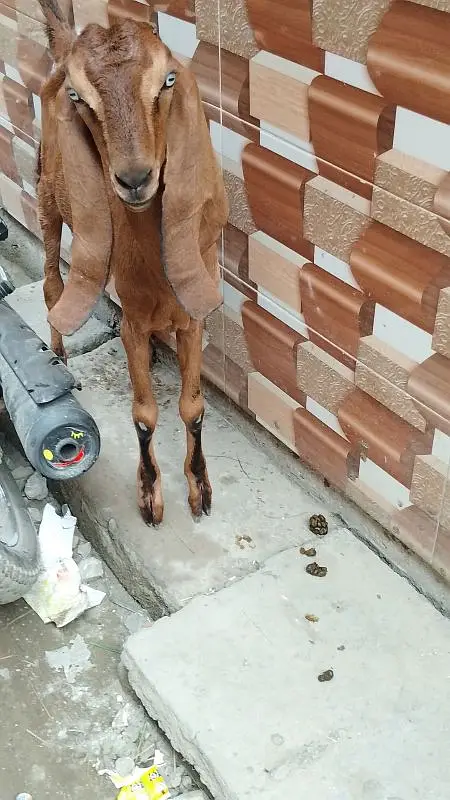 goats — photo 2