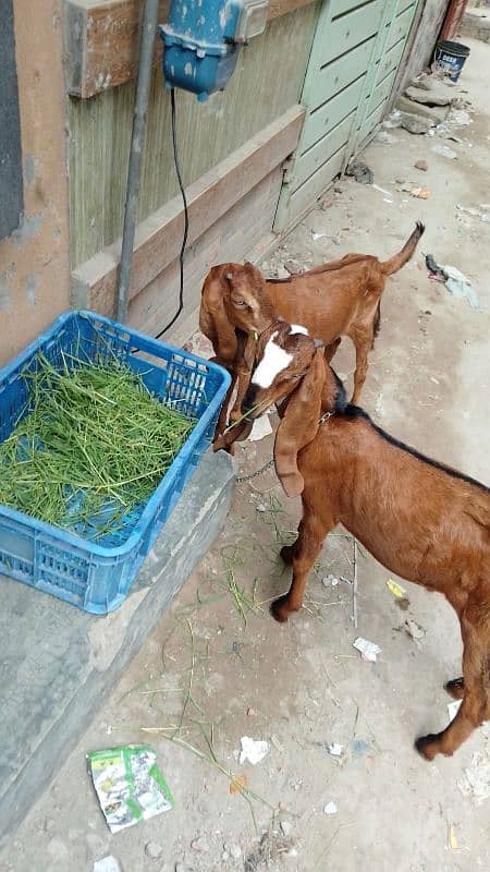 goats 2