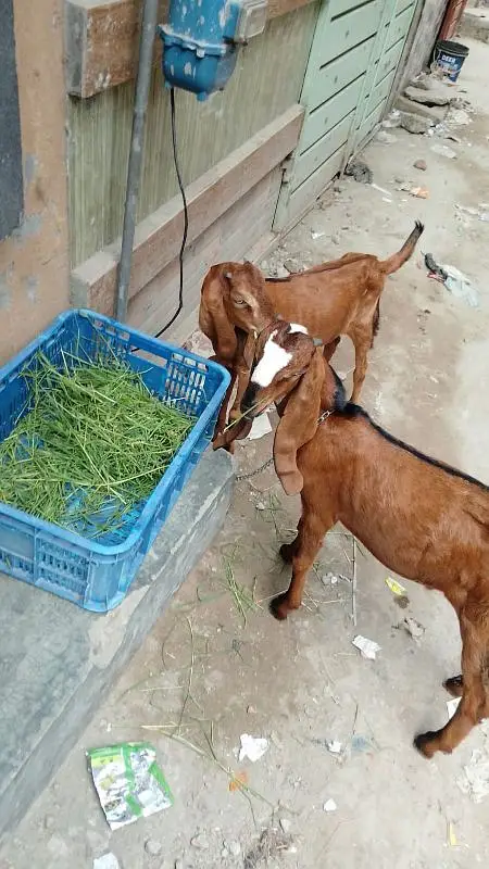 goats — photo 3