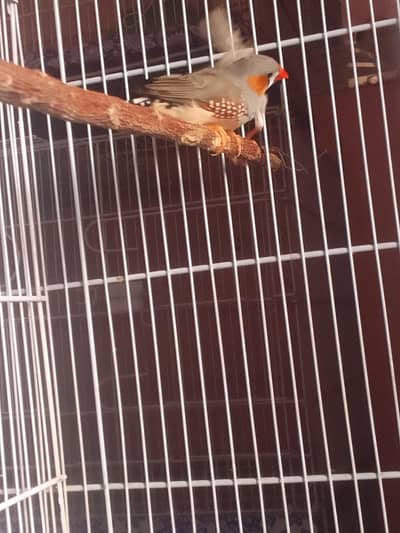 Common Finch and White Java