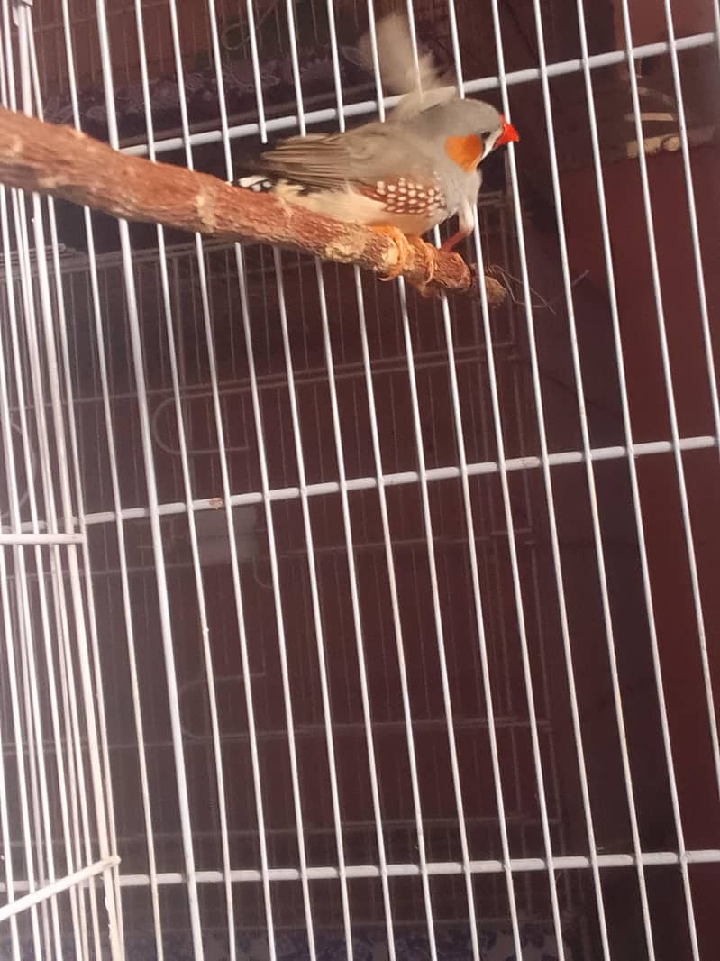 Common Finch and White Java 0