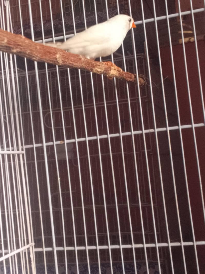 Common Finch and White Java 1