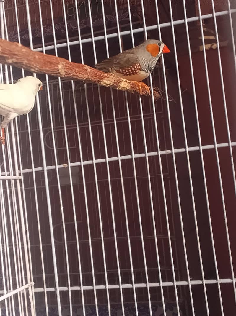 Common Finch and White Java 2