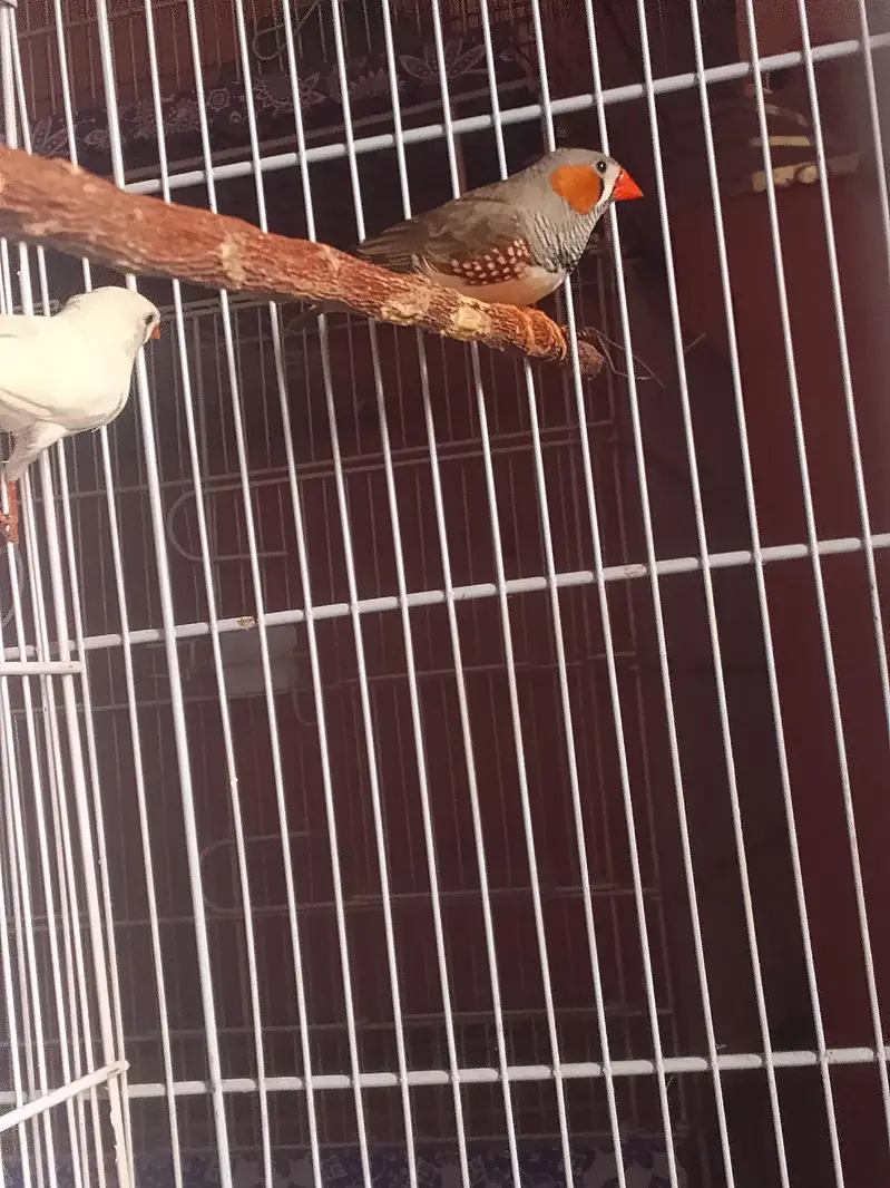 Common Finch and White Java — photo 3