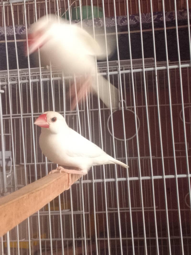 Common Finch and White Java 4