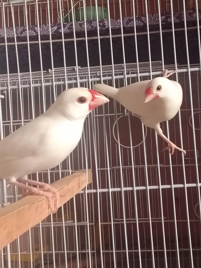 Common Finch and White Java 5