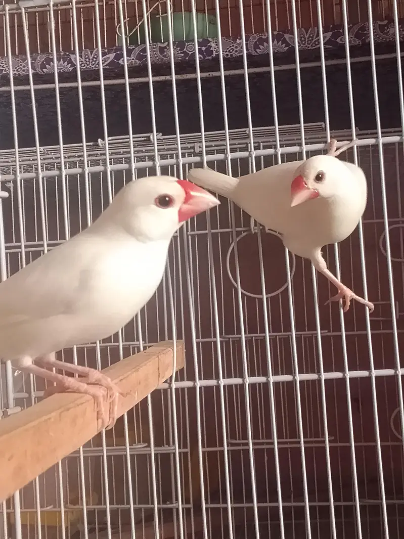 Common Finch and White Java — photo 6
