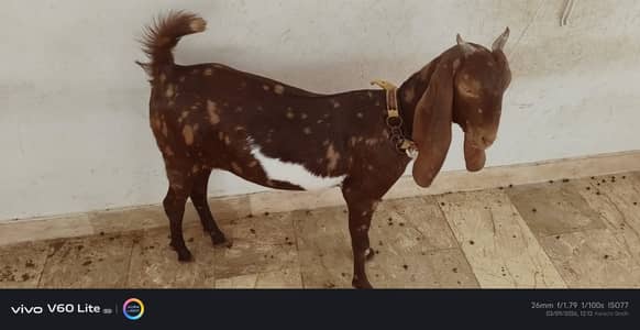 Kamori  cross Goats for sale |  gulabi kamori bakra  for sale