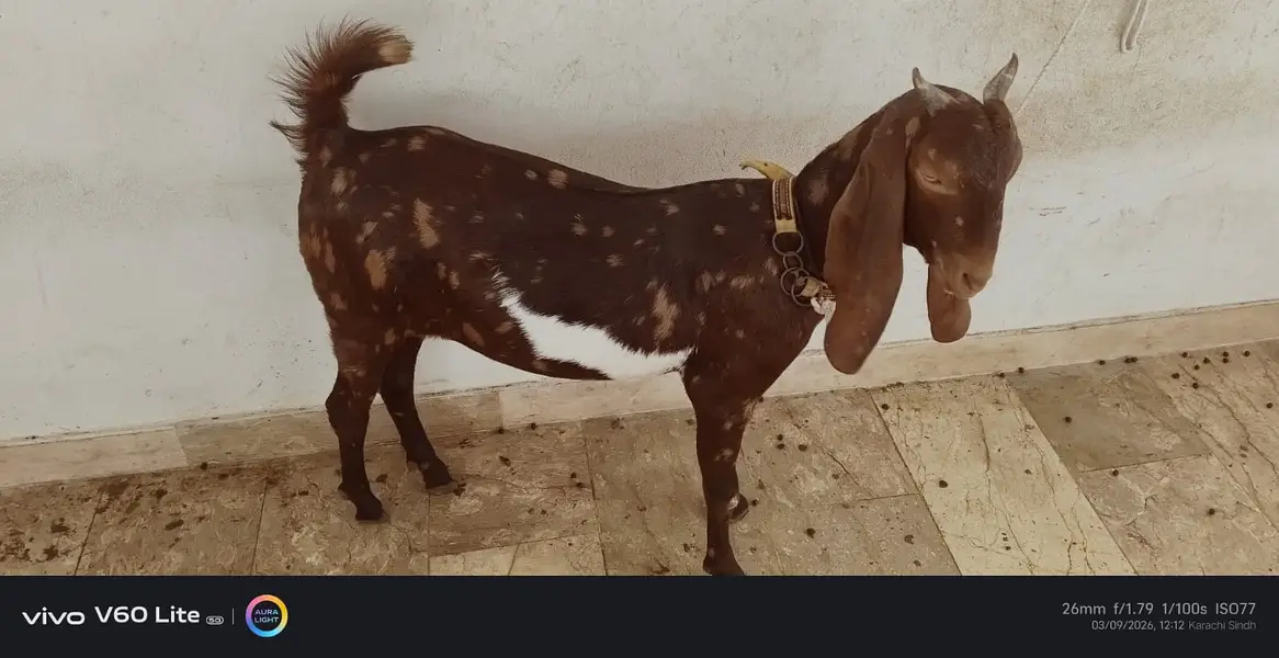 Kamori  cross Goats for sale |  gulabi kamori bakra  for sale