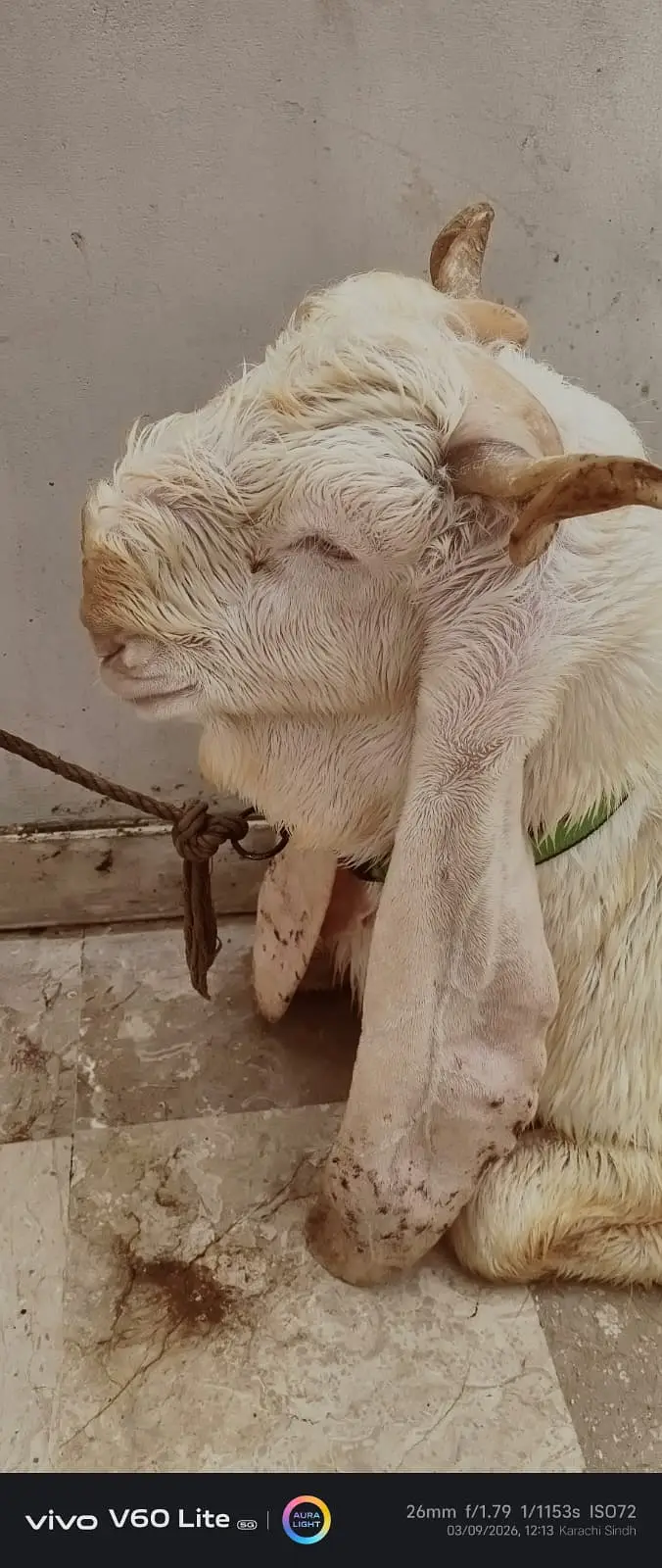 Kamori  cross Goats for sale |  gulabi kamori bakra  for sale — photo 2