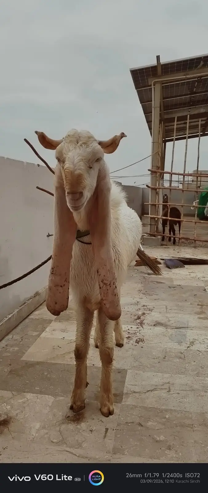 Kamori  cross Goats for sale |  gulabi kamori bakra  for sale — photo 4