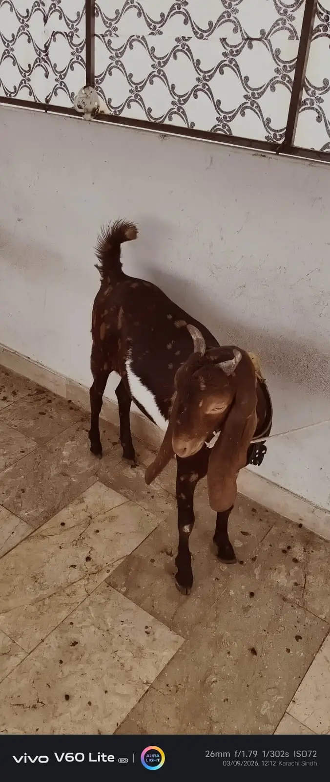 Kamori  cross Goats for sale |  gulabi kamori bakra  for sale — photo 5