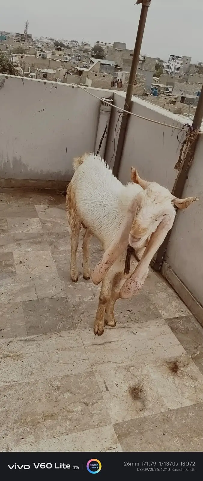 Kamori  cross Goats for sale |  gulabi kamori bakra  for sale — photo 6