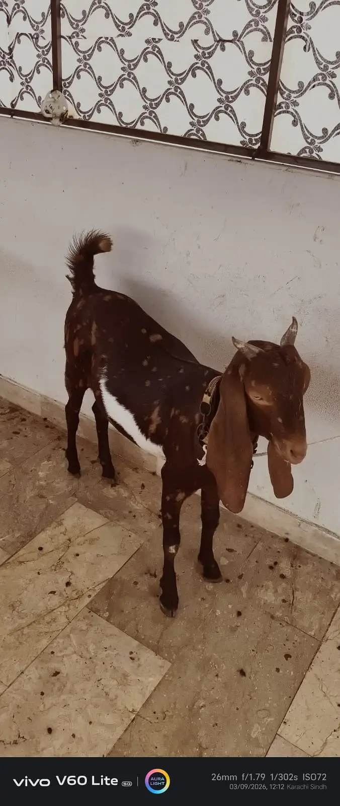 Kamori  cross Goats for sale |  gulabi kamori bakra  for sale — photo 7