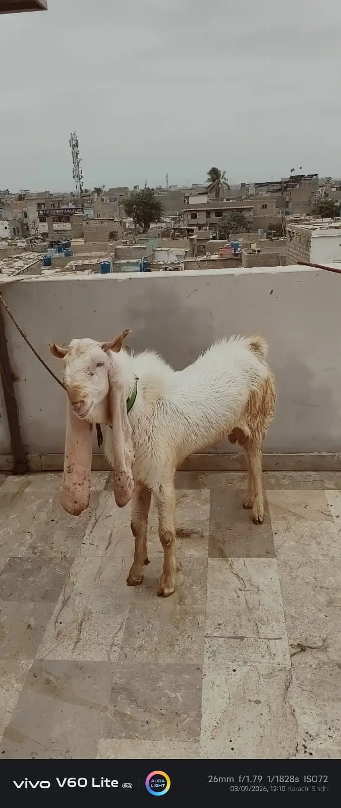 Kamori  cross Goats for sale |  gulabi kamori bakra  for sale — photo 8