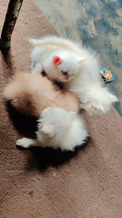 pure Persian triple coated kitten with mother 4 kitten