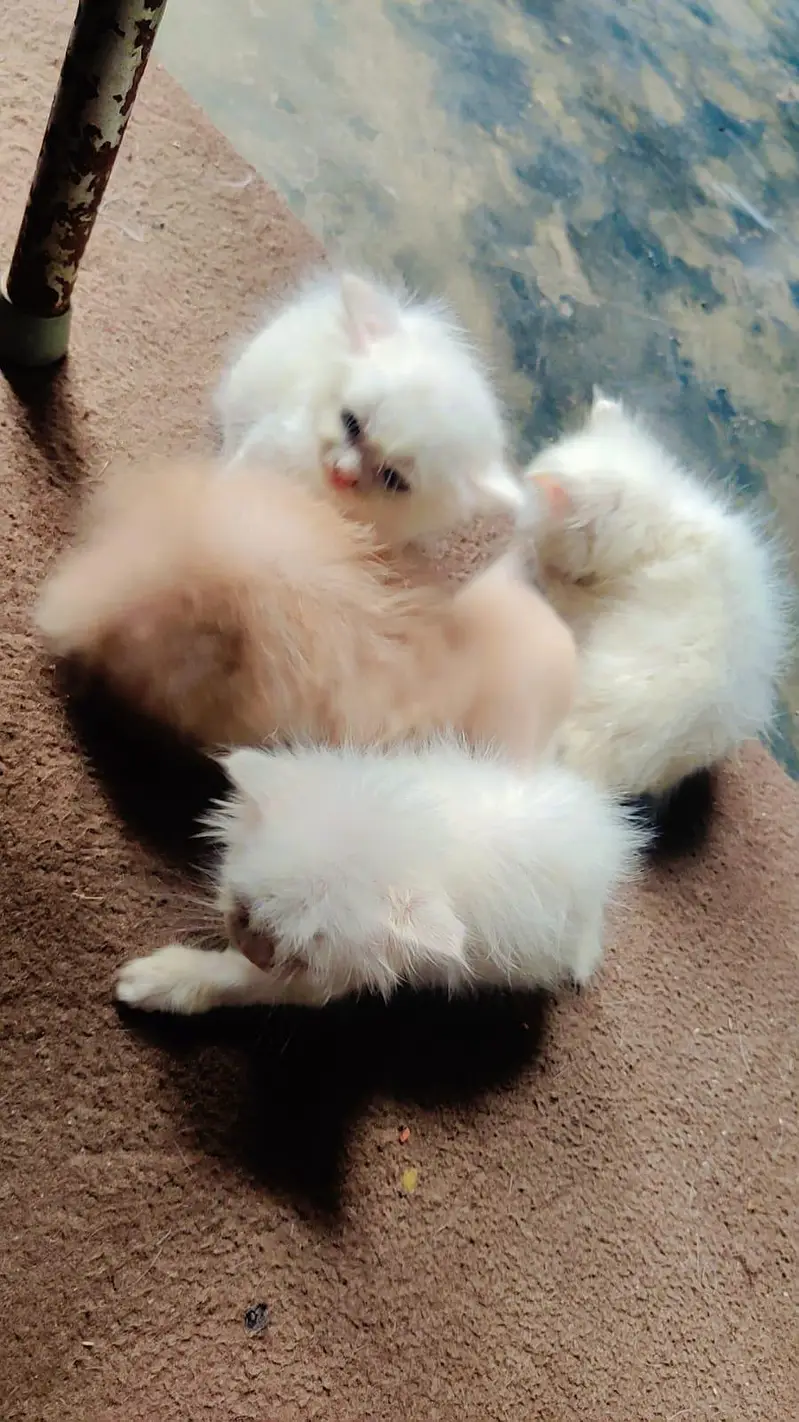 pure Persian triple coated kitten with mother 4 kitten — photo 2