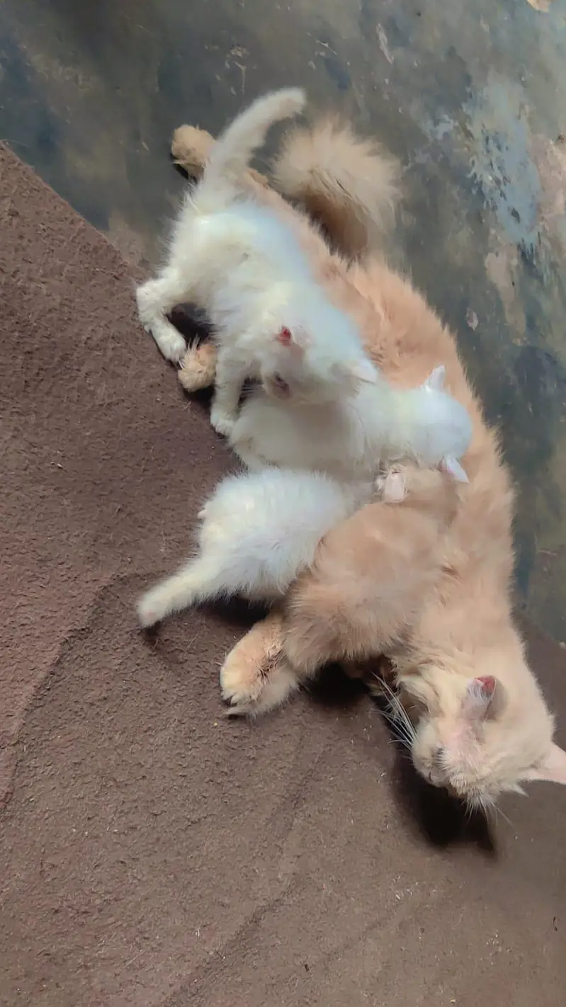 pure Persian triple coated kitten with mother 4 kitten — photo 3
