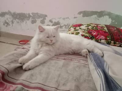 pursion cat. 03108656871