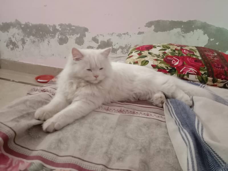 pursion cat. 03108656871 0