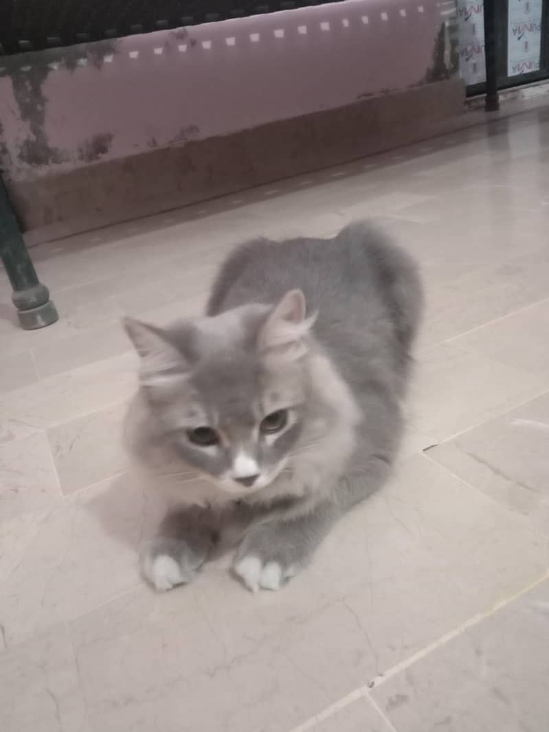 pursion cat. 03108656871 1