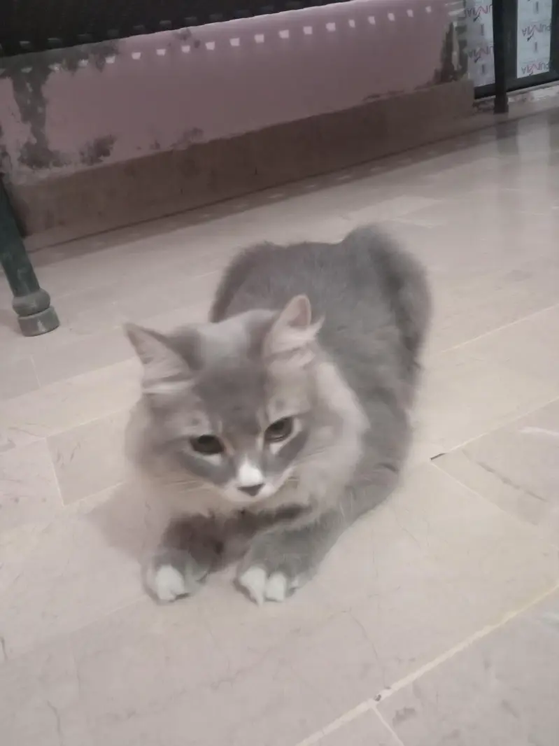 pursion cat. 03108656871 — photo 2
