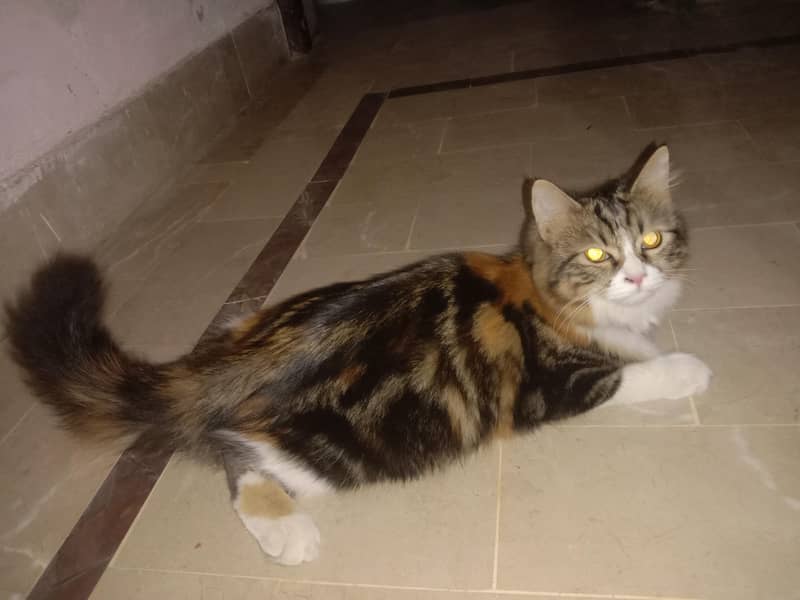 pursion cat. 03108656871 2