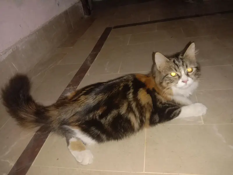 pursion cat. 03108656871 — photo 3