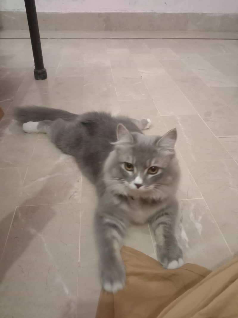pursion cat. 03108656871 3