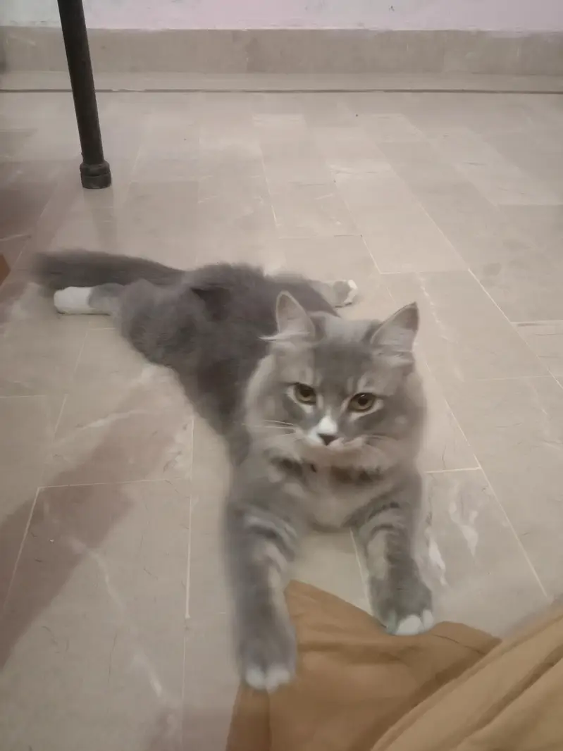 pursion cat. 03108656871 — photo 4