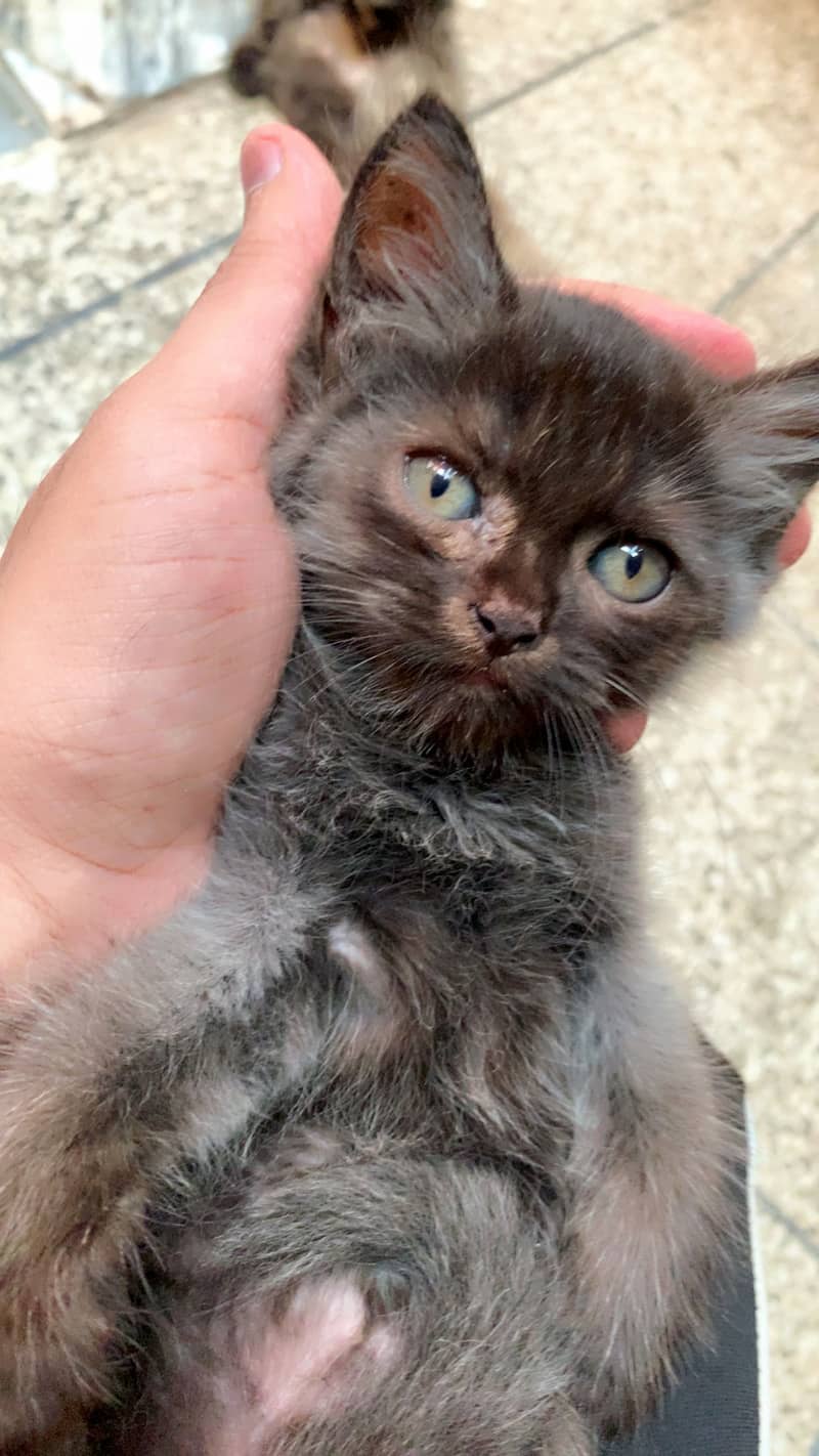 Black kittens 0