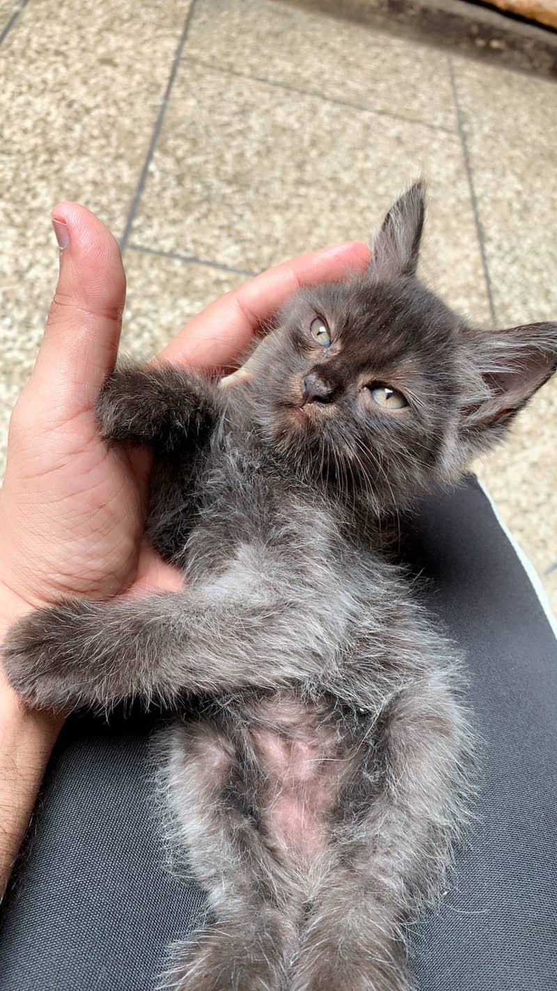 Black kittens 1