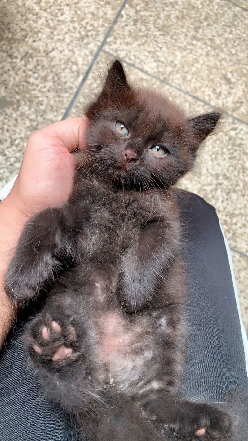 Black kittens — photo 3