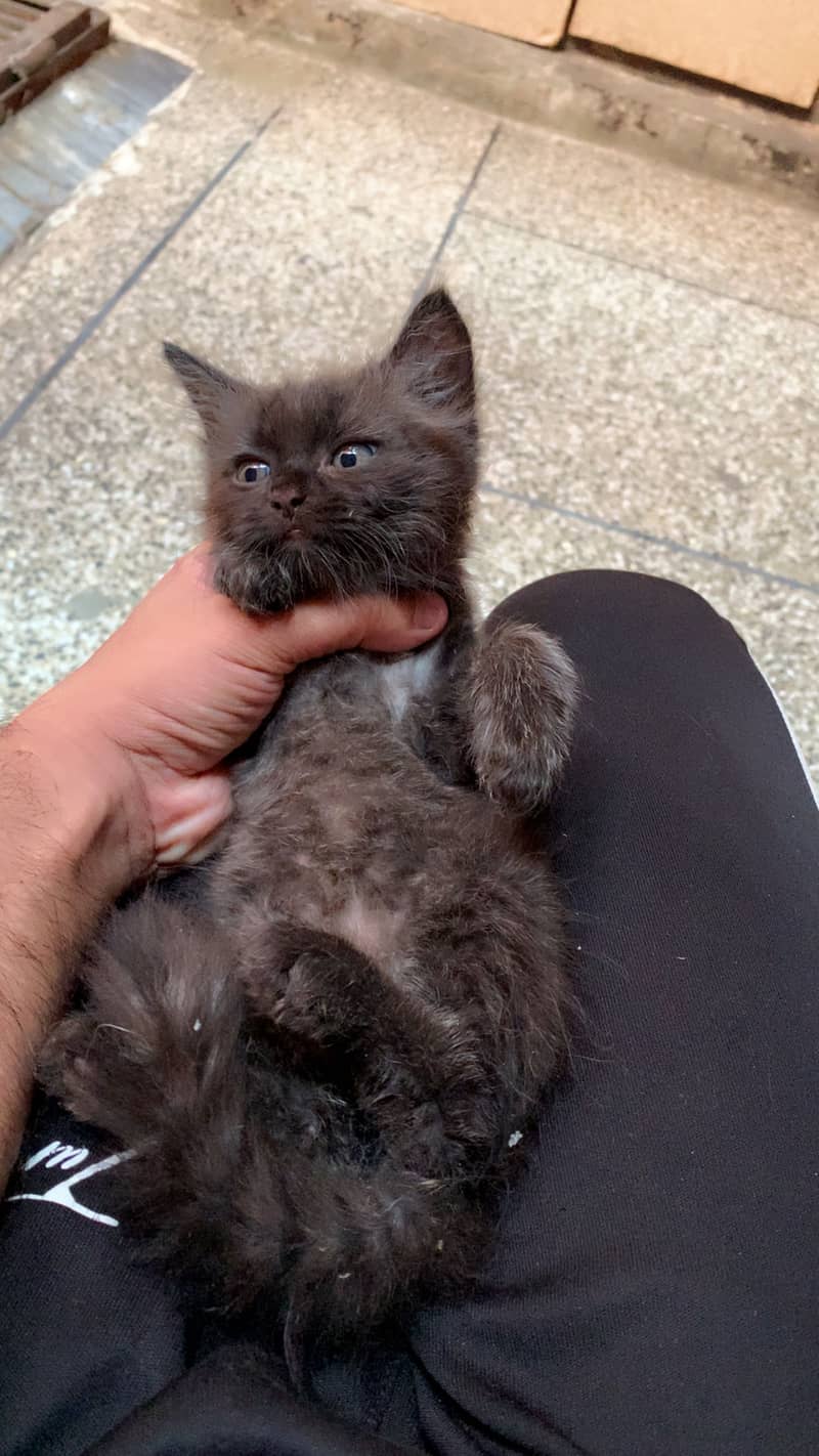 Black kittens 3