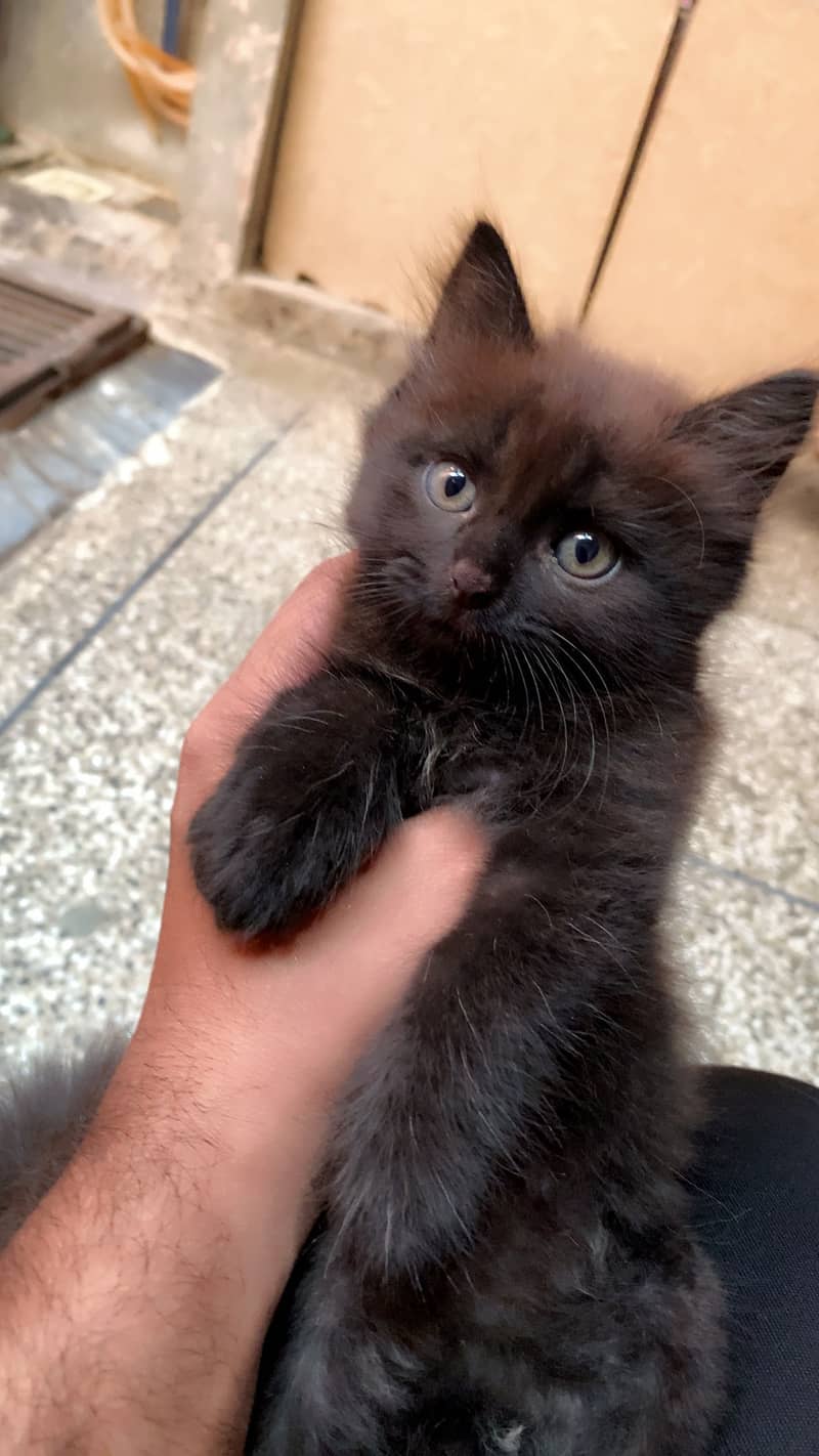 Black kittens 4