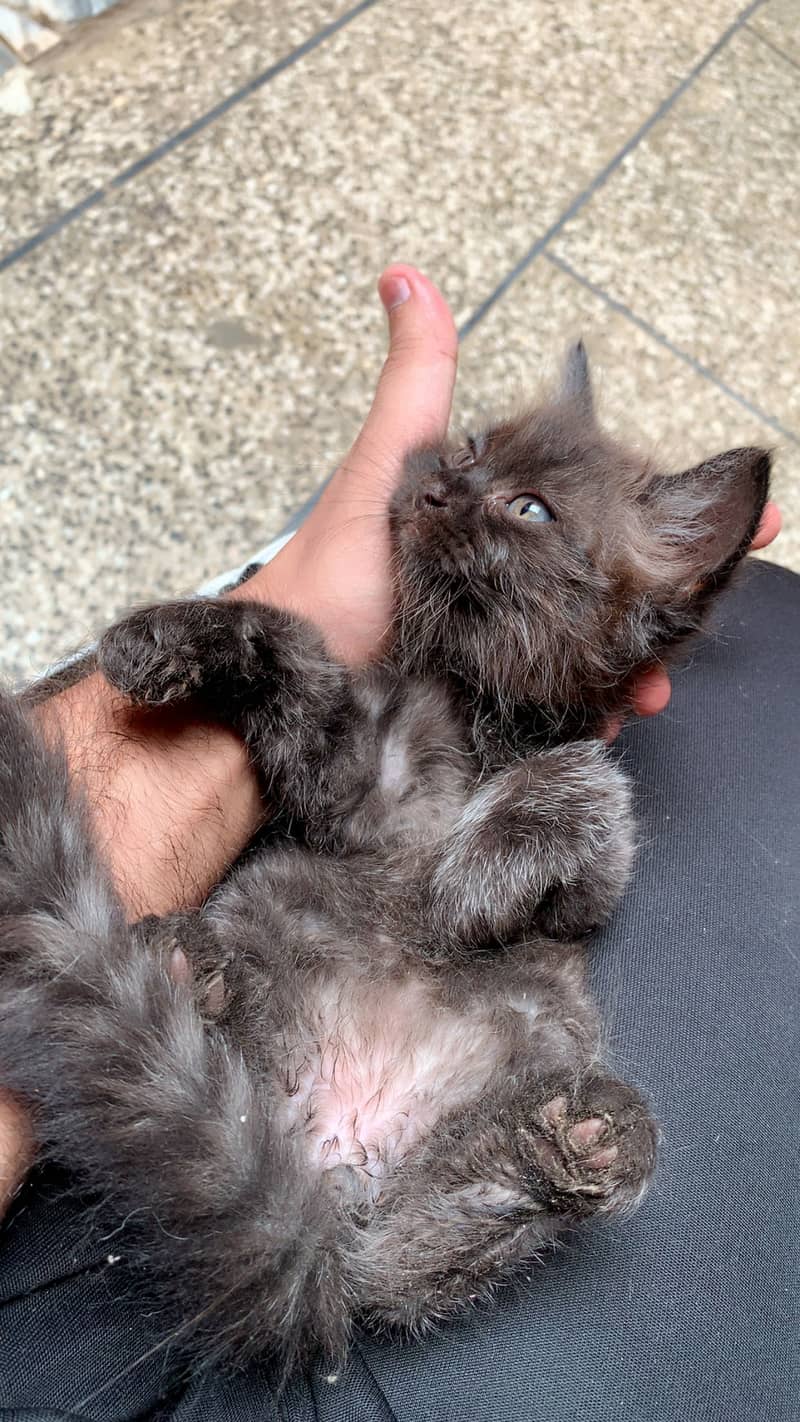 Black kittens 5