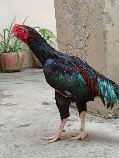 Aseel Murga