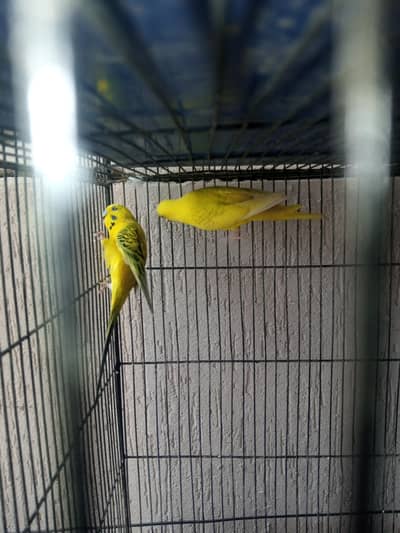 parrot for sale