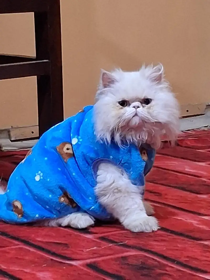 Pure Persian kittens available — photo 4