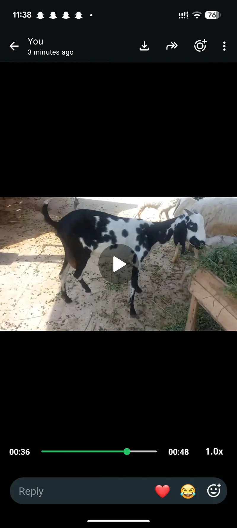 bakri gher ki pali hoi — photo 2