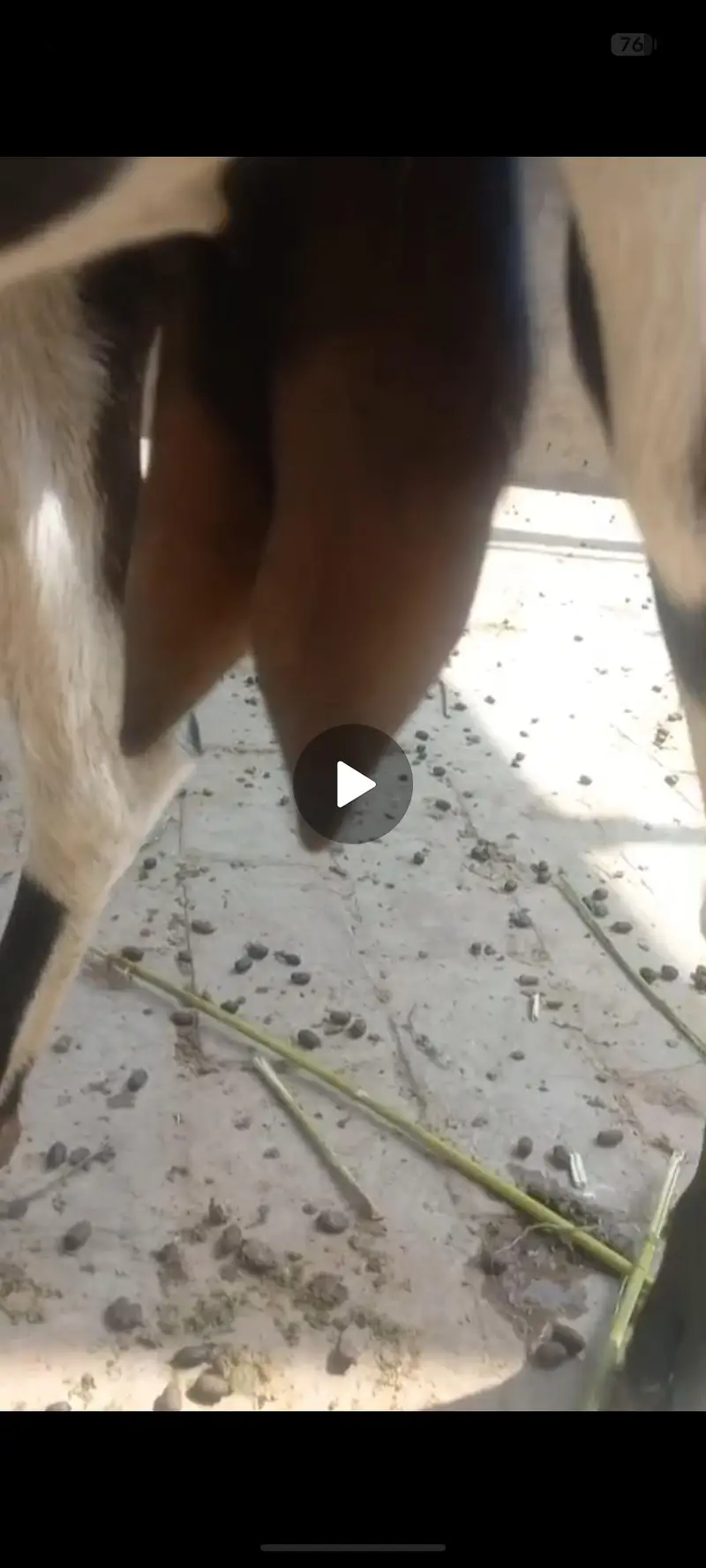 bakri gher ki pali hoi — photo 3