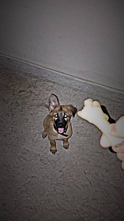 puppy