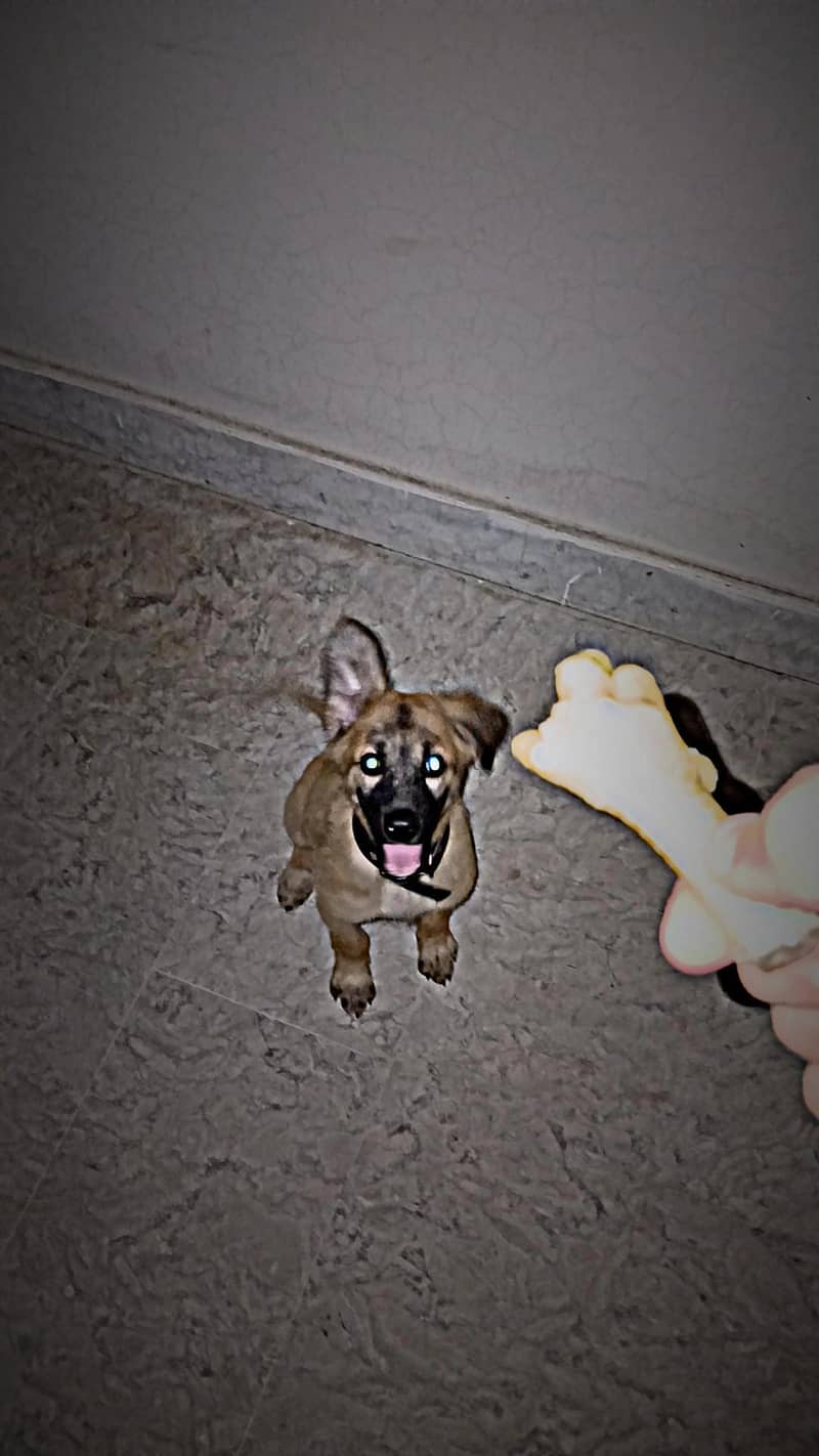 puppy 0