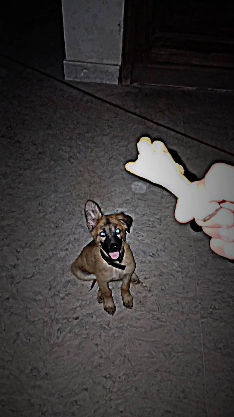 puppy 3