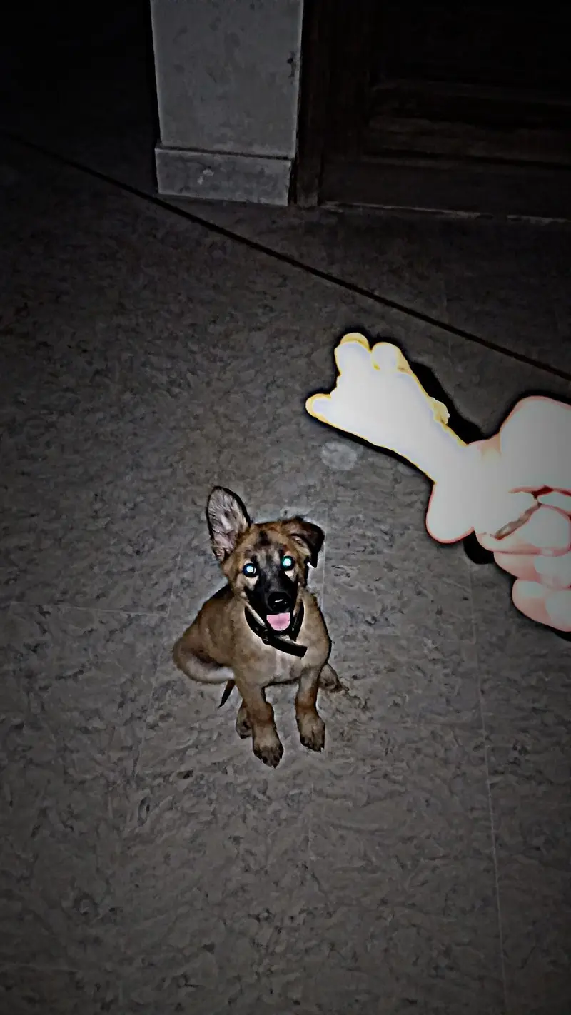 puppy — photo 4
