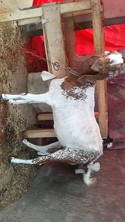 maki cheni female bakri